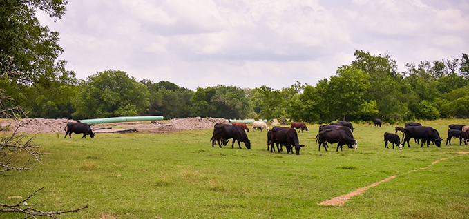 Cows grazing in a field near a pipeline project